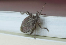 Evo zašto nipošto ne smijete ubiti smrdibubu: Dobro ih je imati u kući, kad čujete razlog oduševit ćete se