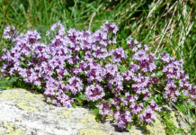NARODNO ČUDO koje pomaže kod kašlja: Domaći sirup od majčine dušice i đumbira!