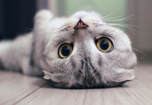 Znate li zašto neke mačke jedu sobne biljke?