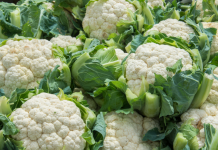 Šest razloga zašto biste karfiol trebali uvrstiti u svakodnevnu ishranu