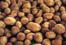 Deda je to uvijek bacao u kesu sa krompirom i izdržali su do sljedeće berbe: Ni jedan nije proklijao!