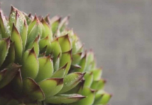 SVAKOG JUTRA PRIJE DORUČKA JELA JE LIST ČUVARKUĆE: Evo šta joj se desilo poslije mjesec dana