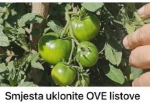 Smjesta uklonite OVE listove sa svog paradajza i dobit ćete MAKSIMALNI prinos: Biljke rano rađaju i mnogo više!