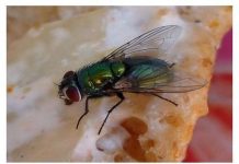 KUĆA VAM JE PUNA MUHA, OTJERAJTE IH BRZO I JEDNOSTAVNO: Treba vam samo JEDNA NAMIRNICA!