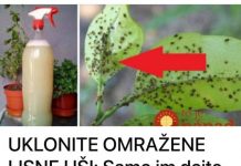UKLONITE OMRAŽENE LISNE UŠI: Samo im dajte ovo jeftino čudo i vaše su biljke spašene!