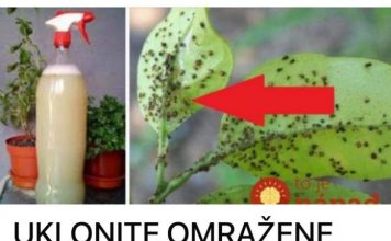 UKLONITE OMRAŽENE LISNE UŠI: Samo im dajte ovo jeftino čudo i vaše su biljke spašene!