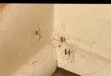 PAUKOVI NE PODNOSE MIRIS JEDNE BILJKE: Nabavite je i nećete ih više vidjeti u kući