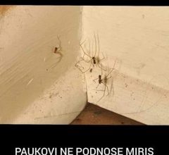 PAUKOVI NE PODNOSE MIRIS JEDNE BILJKE: Nabavite je i nećete ih više vidjeti u kući