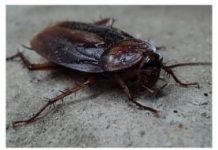 Žohari vam napadaju kuću? Evo kako ih se riješiti bez hemikalija – BJEŽAT ĆE GLAVOM BEZ OBZIRA