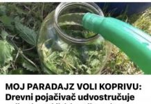 MOJ PARADAJZ VOLI K0PRIVU: Drevni pojačivač udvostručuje vaš prinos i štiti od štetnika!