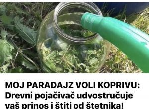 MOJ PARADAJZ VOLI K0PRIVU: Drevni pojačivač udvostručuje vaš prinos i štiti od štetnika!