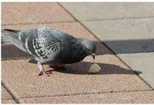 STRUČNJAK OTKRIVA 4 NAČINA DA SE RIJEŠITE GOLUBOVA: Uradite tačno ovako I BJEŽAĆE SA TERASE glavom bez obzira