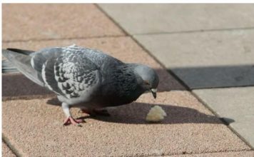 STRUČNJAK OTKRIVA 4 NAČINA DA SE RIJEŠITE GOLUBOVA: Uradite tačno ovako I BJEŽAĆE SA TERASE glavom bez obzira