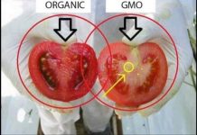 OBRATITE PAŽNJU: Evo kako da razlikujete ORGANSKI PARADAJZ OD GMO, jedan detalj JE KLJUČAN