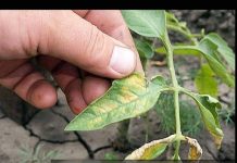 EVO KAKO OPORAVITI LIŠĆE PARADAJZA KOJE JE POČELO DA ŽUTI: Baštovani otkrili trik koji će sigurno pomoći