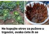 Ne kupujte otrov za puževe u trgovini, ovako ćete ih se RIJEŠITI u vrtu i na gredicama: Imam čisto cijelo dvorište i nema KEMIKALIJA!
