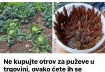 Ne kupujte otrov za puževe u trgovini, ovako ćete ih se RIJEŠITI u vrtu i na gredicama: Imam čisto cijelo dvorište i nema KEMIKALIJA!