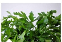 OVO MORATE PROBATI: Lijek za srce po receptu starom 800 godina!