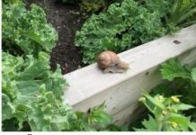 PUŽEVI VAM JEDU SVE U BAŠTI? EVO KAKO DA IH SE ZAUVIJEK RIJEŠITE: Stručnjaci otkrili TRIK, jako jednostavno