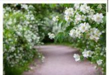 AKO ŽELITE DA BOGATSTVO I SREĆA PRATE VAŠU PORODICU: U baštu ili u saksiju ovog ljeta OBAVEZNO posadite ovu vrstu cvijeća