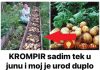 Krumpir sadim samo u junu i moj je urod duplo veći od susjedovog: ovako je krumpir velik i zdrav!