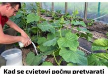 Čim se cvjetovi počnu pretvarati u plodove, napunite krastavce ovom domaćom poslasticom