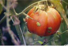 Poprskajte povrće i više neće dolaziti u vašu baštu – SMRDIBUBE NE PODNOSE OVAJ RASTVOR!