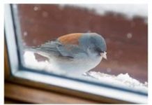 Šta znači ako vam ptica uleti u kuću ili udari u prozor: Neće vam se svidjeti ovaj odgovor