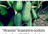 “Nahranio” sam krastavce soda vodom i sakupio 11-13 kg voća iz svakog grma 2 godine: evo recepta!