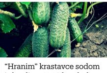 “Nahranio” sam krastavce soda vodom i sakupio 11-13 kg voća iz svakog grma 2 godine: evo recepta!