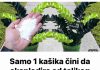 Dodatak jedne žlice gnojiva može uzrokovati brzi rast biljke.