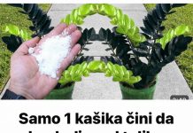 Dodatak jedne žlice gnojiva može uzrokovati brzi rast biljke.