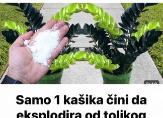 Dodatak jedne žlice gnojiva može uzrokovati brzi rast biljke.