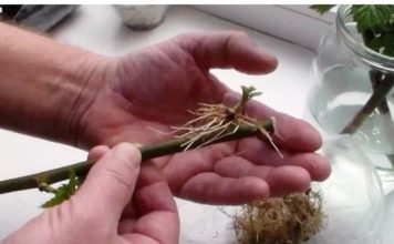 Pametan trik koji se prenosi kroz generacije vrtlara – Jednostavnim dodavanjem jedne žličice vode na litru, čak i suhi štapić može se čudesno ukorijeniti!