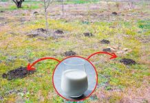 Jedna čaša ovog napitka dovoljna je da se jednom zauvek rešite krtica u bašti …