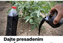 Primijenite 0vo gnojivo na presađene rajčice: biljke će biti pune plodova!