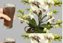 Izlio sam šalicu do korijena! 0DMAH Orhideje cvjetaju tijekom cijele godine na ovaj jednostavan način.