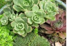 OVO MORATE ZNATI: Evo za koje je sve bolesti čuvarkuća prirodni lijek