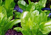 TOLIKO ZDRAVOG U JEDNOJ NAMIRNICI: Povećava imunitet, čuva vid, sprečava rak, čisti krv, ublaža grčeve i migrene, jača kosti