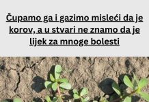 Čupamo ga i gazimo misleći da je korov, a u stvari ne znamo da je lijek za mnoge bolesti