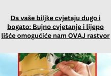 Da vaše biljke cvjetaju dugo i bogato: Bujno cvjetanje i lijepo lišće omogućiće nam OVAJ rastvor