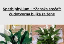 Spathiphyllum – “Ženska sreća”: čudotvorna biljka za žene