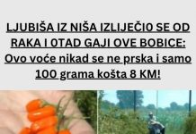 LJUBIŠA IZ NIŠA IZLIJEČI0 SE OD RAKA I 0TAD GAJI OVE BOBICE: Ovo voće nikad se ne prska i samo 100 grama košta 8 KM!