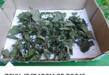 ZOVU JE “DAROM OD BOGA”: UMANJUJE PROSTATU, ELIMINIŠE BUBREŽNI KAMENAC I LIJEČI OD INFEKCIJA MOKRAĆNOG TRAKTA…