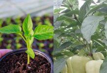 Ulijte ovu otopinu u zelene paprike i one će rasti kao lude!