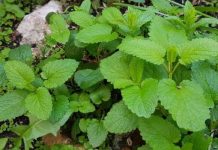 NAJMOĆNIJI ASPIRIN IZ PRIRODE: Ova biljka ima antivirusne efekte, evo kako je smijete koristiti