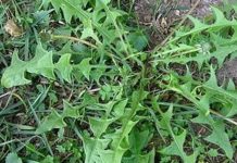 Nalazi se u svakom vrtu, jedan list može vam spasiti život za minut, ali samo neki znaju kako ga koristiti