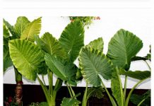 U svakom domu raste Adam: brzorastuća biljka koja “plače” kada se dogodi u kući!