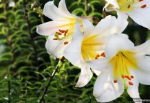 SVI PEVAJU PESMU ”ĐURĐEVDAN”, A KRIJE JEZIVU PRIČU! Od ovog HORORA će vam se naježiti svaka DLAKA na telu!