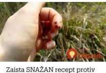 Zaista moćan recept za krpelja, preuzet od kolege penjača: Probao i nijedan me nije ganuo cijelu sezonu!